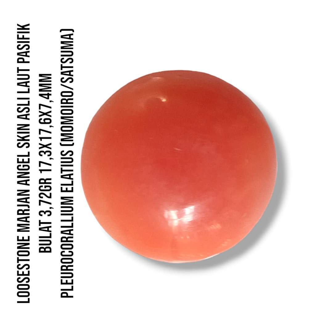 Marjan Asli Pleurocorallium Elatius Angel Skin 3,72 Gram