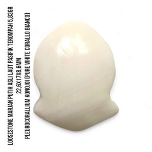Marjan Asli Pleurocorallium Konojoi Pure White 5,83 Gram Berbentuk Terompah