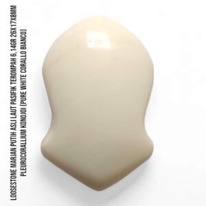Marjan Asli Pleurocorallium Konojoi Pure White 6,14 Gram Berbentuk Terompah