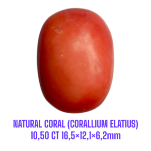 LOOSESTONE NATURAL CORAL MARJAN (CORALLIUM ELATIUS)10,50 ct 16,5×12,1×6,2mm