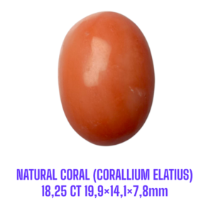 LOOSESTONE NATURAL CORAL MARJAN (CORALLIUM ELATIUS)18,25 ct 19,9×14,1×7,8mm