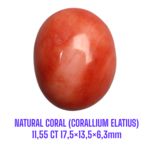 LOOSESTONE NATURAL CORAL MARJAN (CORALLIUM ELATIUS) 11,55 ct 17,5×13,5×6,3mm