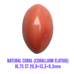 LOOSESTONE NATURAL CORAL MARJAN (CORALLIUM ELATIUS) 18,75 ct 20,8×13,3×9,3mm