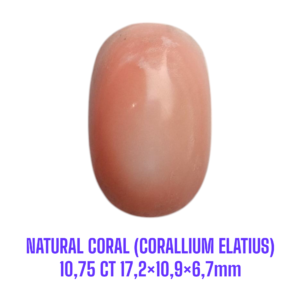 LOOSESTONE NATURAL CORAL MARJAN (CORALLIUM ELATIUS) 10,75 ct 17,2×10,9×6,7mm
