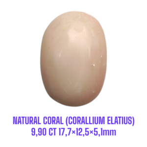 LOOSESTONE NATURAL CORAL MARJAN (CORALLIUM ELATIUS) 9,90 ct 17,7×12,5×5,1mm