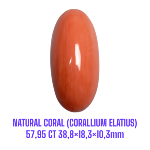 LOOSESTONE NATURAL CORAL MARJAN (CORALLIUM ELATIUS) 57,95 ct 38,8×18,3×10,3mm