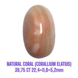 LOOSESTONE NATURAL CORAL MARJAN (CORALLIUM ELATIUS) 39,75 ct 22,4×11,6×5,2mm