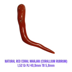 RANTING NATURAL RED CORAL MARJAN (CORALLIUM RUBRUM) 1,52 Gr PJ 40,9mm TB 5,8mm