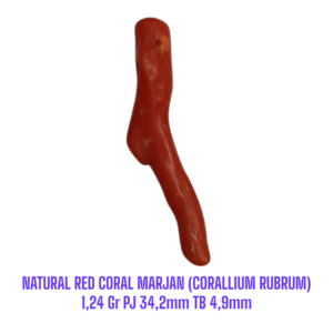 RANTING NATURAL RED CORAL MARJAN (CORALLIUM RUBRUM) 1,24 Gr PJ 34,2mm TB 4,9mm