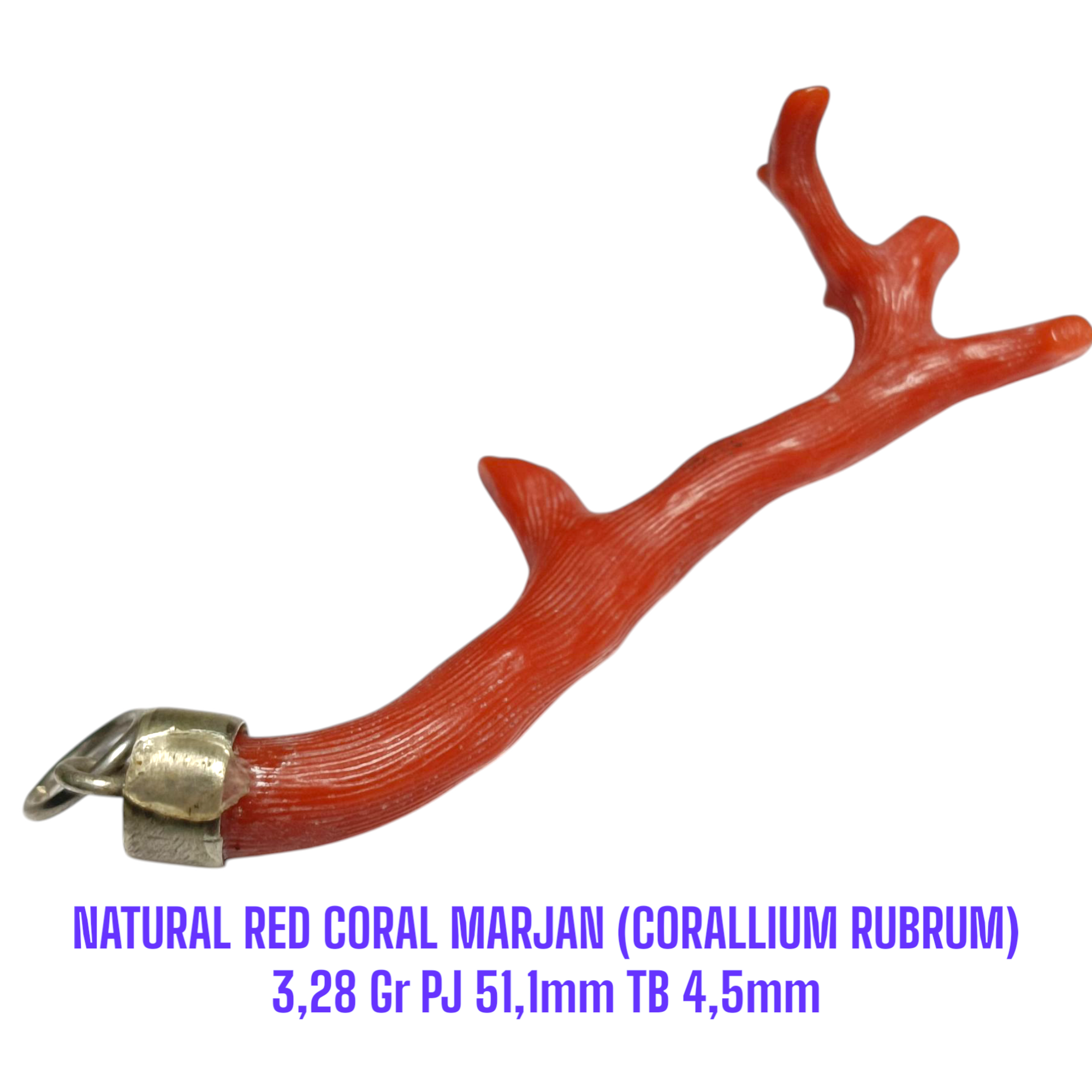 LIONTIN PERAK RANTING NATURAL RED CORAL MARJAN (CORALLIUM RUBRUM) 3,28 Gr PJ 51,1mm TB 4,5mm - Gambar 3