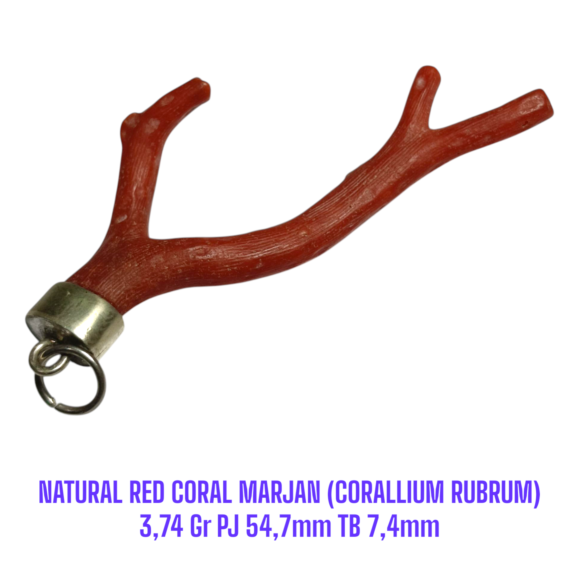 LIONTIN PERAK RANTING NATURAL RED CORAL MARJAN (CORALLIUM RUBRUM) 3,74 Gr PJ 54,7mm TB 7,4mm - Gambar 3