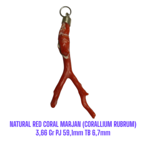LIONTIN PERAK RANTING NATURAL RED CORAL MARJAN (CORALLIUM RUBRUM) 3,66 Gr PJ 59,1mm TB 6,7mm