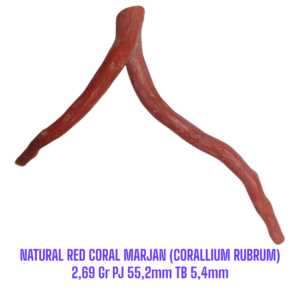 RANTING NATURAL RED CORAL MARJAN (CORALLIUM RUBRUM) 2,69 Gr PJ 55,2mm TB 5,4mm