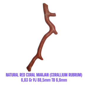 RANTING NATURAL RED CORAL MARJAN (CORALLIUM RUBRUM) 6,83 Gr PJ 88,5mm TB 6,6mm